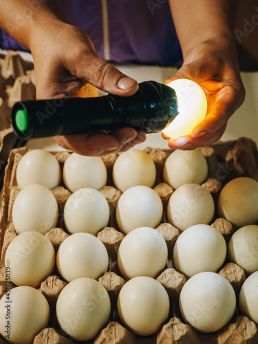 Testing of eggs by flashlight. Production farm