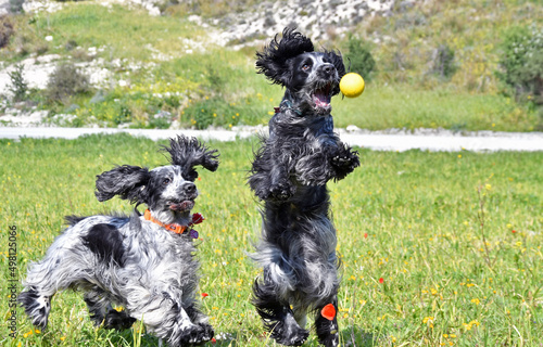 Blue Roan English Cocker Spaniel dogs playing with a ball in a green field with bloomed flowers photo