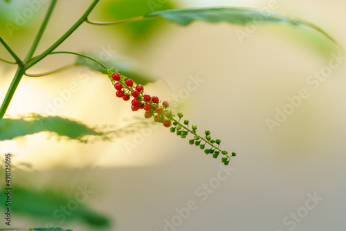 Fototapeta Naklejka Na Ścianę i Meble -  Closeup of young mini red and green flower with green leaf under sunlight with copy space using as background natural plants landscape, ecology cover page concept.