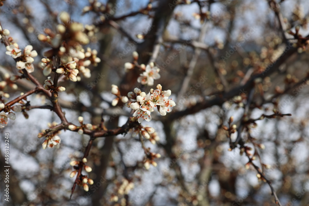 Blossoming thorn branches. Sunny spring day in the forest. Blossoming thorn branches. Sunny spring day in the forest.