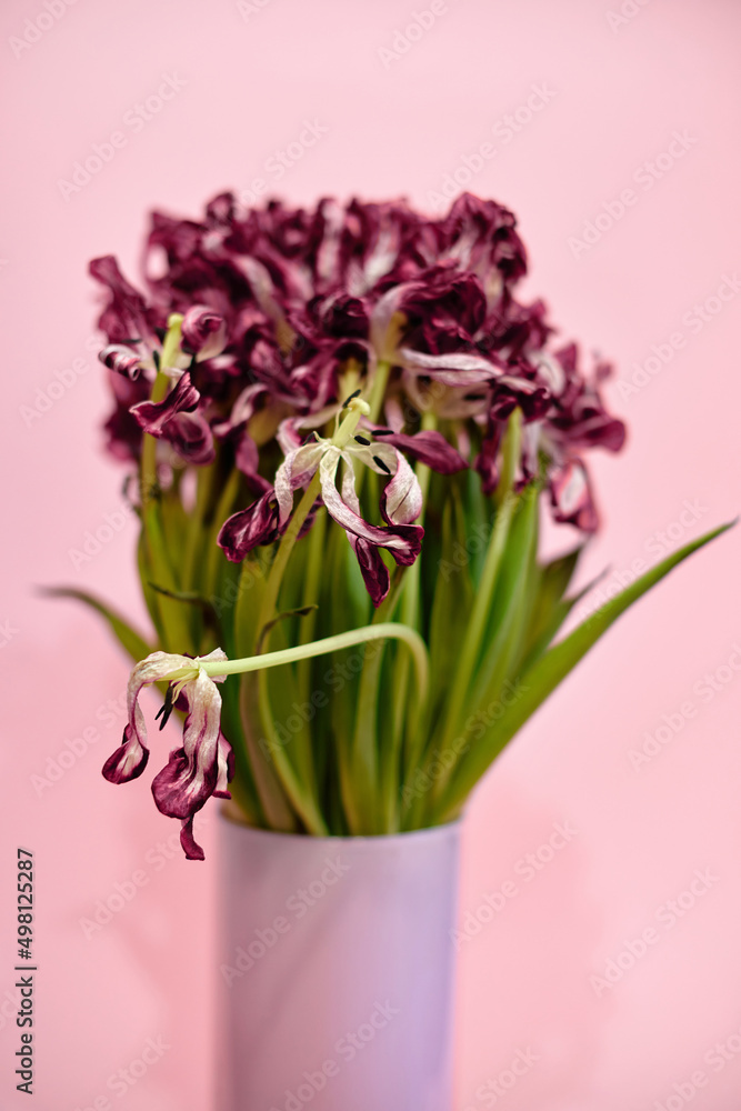 Obraz premium bouquet of dying tulips on pink background