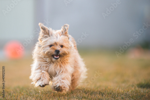 Canvas-taulu Playful havanese puppy dog is running towards camera in the yard