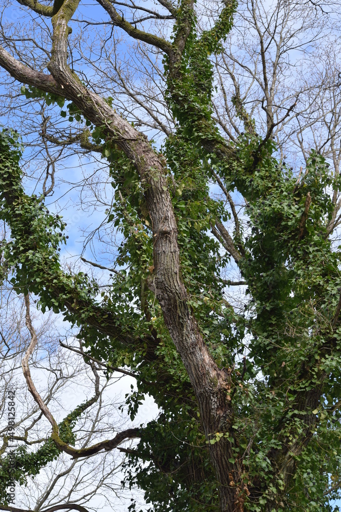 Obraz premium high ranking