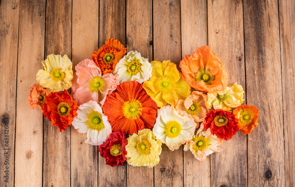 Bunte Mohnblumen auf Holzuntergrund, Flatlay Islandmohn rustikal arrangiert
