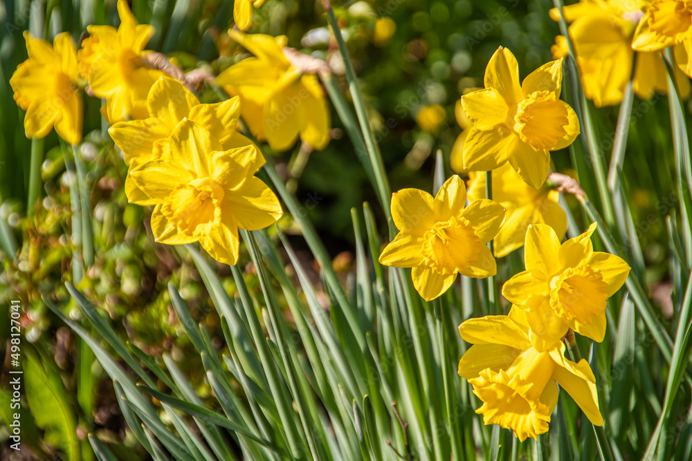 Yellow Daffodils (Narcissus) in Ireland during spring
