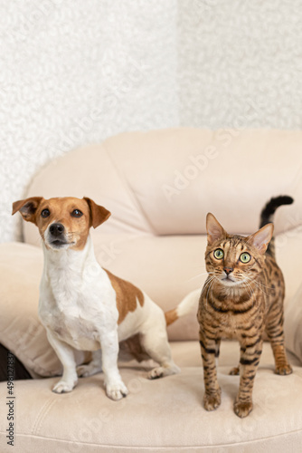 Bengal cat and Jack Russell Terrier dog. Thoroughbred cat and dog. Pets