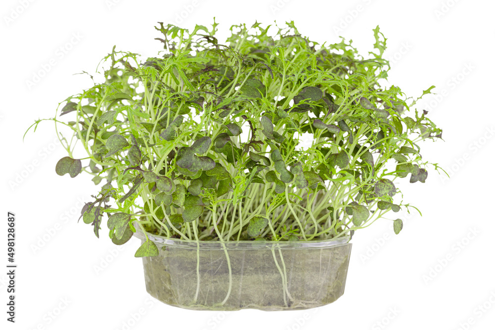 Healthy food: microgreens: mizuna red in a transparent container, isolated on a white background Healthy food: microgreens: mizuna red in a transparent container, isolated on a white background