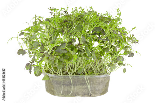 Healthy food: microgreens: mizuna red in a transparent container, isolated on a white background