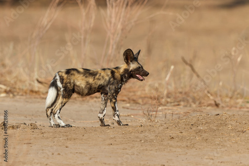African wild dog pup walking in Mana Pools National Park in Zimbabwe