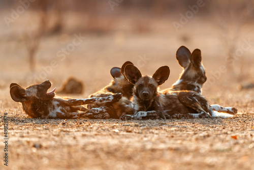 African wild dog pups waking up at sunrise in Mana Pools National Park in Zimbabwe