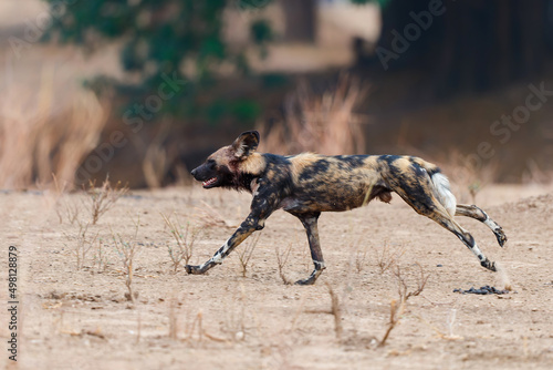 African wild dog running in Mana Pools National Park in Zimbabwe