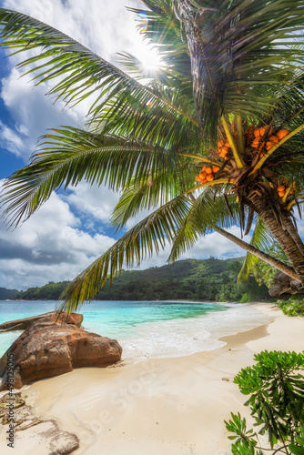 Coconut palm tree at sunset in tropical island