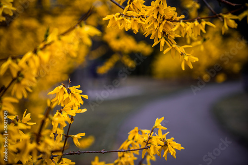 Yellow flowering shrub Forsythia, otherwise called golden rain.