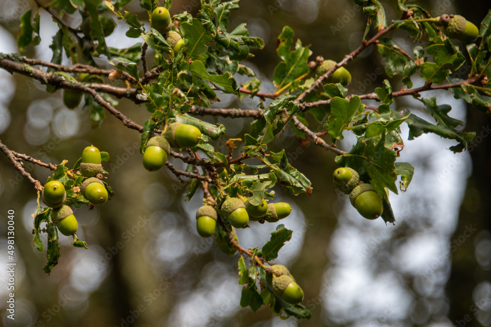 Acorn nuts hanging from an oak tree with lots of green leaves. The tree has some leaves changing to a red color for autumn.  The seeds still have their cupules attached to the nuts by the stalks. 