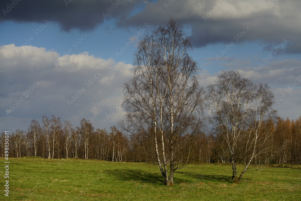 Taiga und Heide Landschaft mit Birken, Betula pendula, Land und Wiese mit Bäumen Taiga und Heide Landschaft mit Birken, Betula pendula, Land und Wiese mit Bäumen