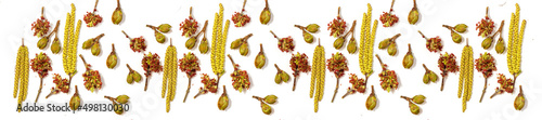 Panoramic pattern bloom buds of birch and maple on a white background.