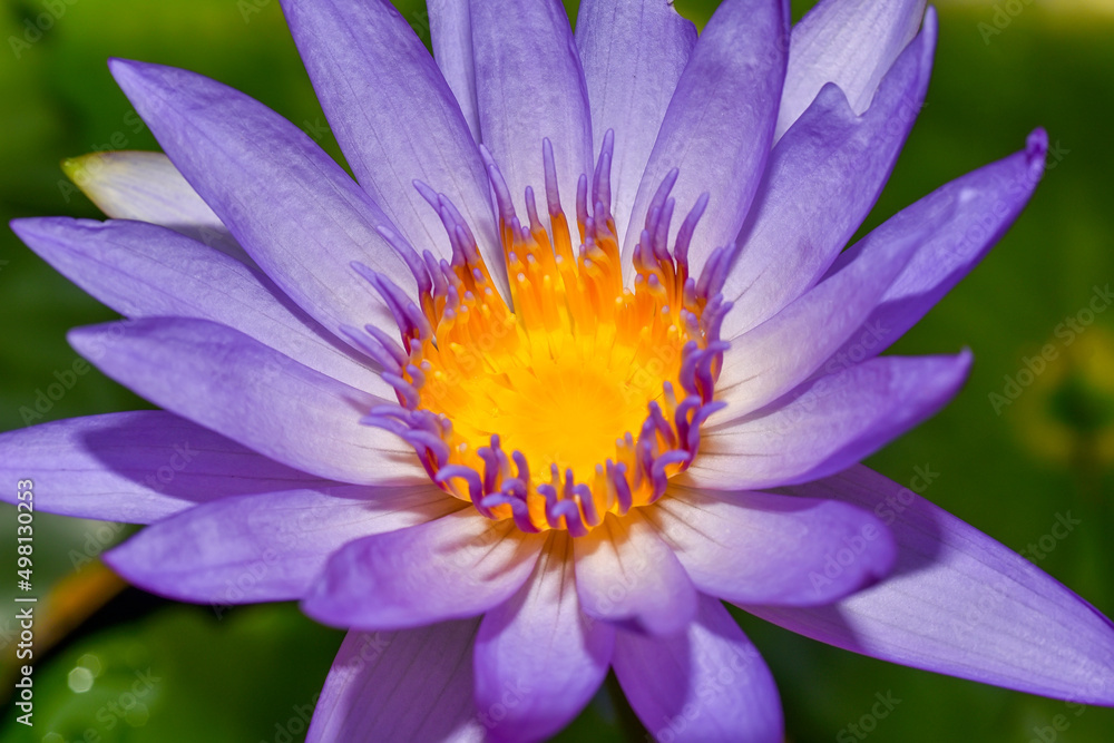 Purple lotus flower blooming in the pond, Close up of pollen water lilly.