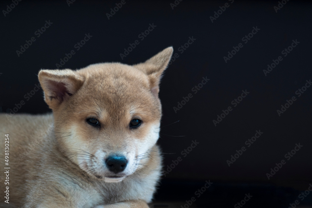 The portrait of Shiba inu dog puppy playing