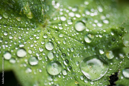 Close up of raindrops on a geranium leaf after Spring rain