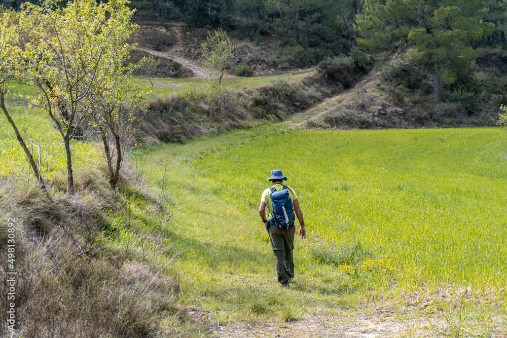 Rear view at a male hiker walking through a green field in spring.