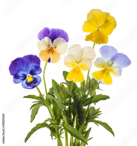Pansy flowers mix