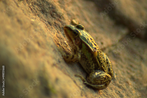 żaba z małym  © malarz