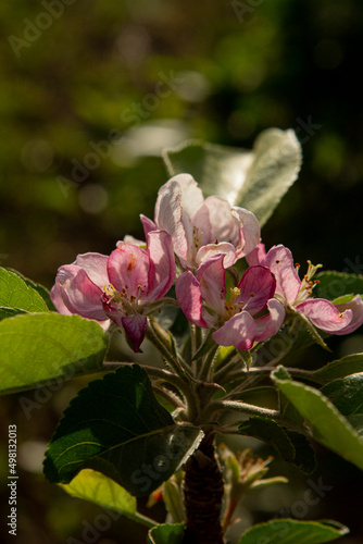 Flor de maça
