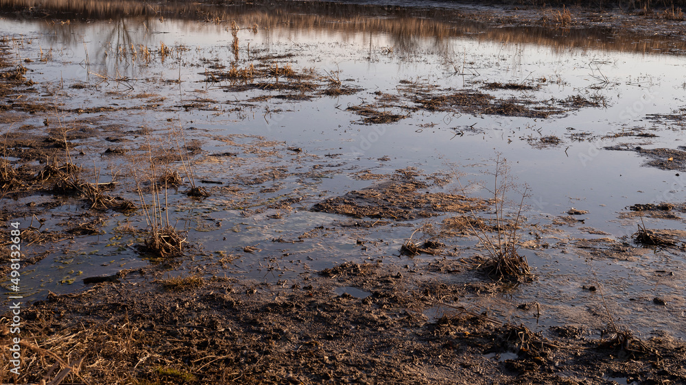 Fototapeta premium View of swamp. Polluted river.