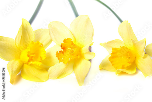 Yellow daffodils isolated on white background