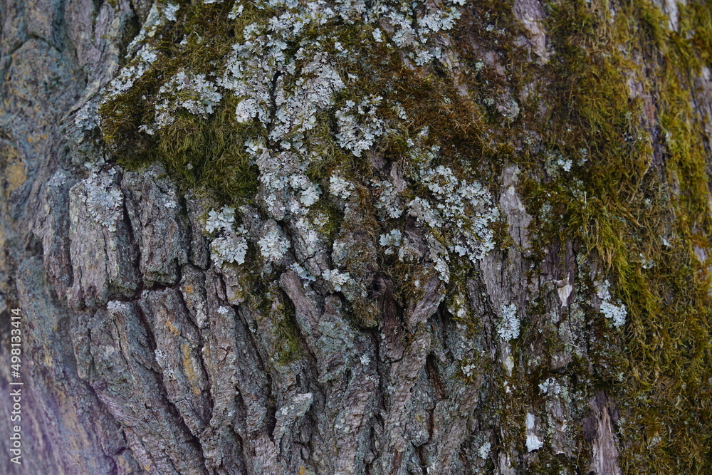 Stamm einer alten knorrigen Eiche, Quercus robur Stamm einer alten knorrigen Eiche, Quercus robur
