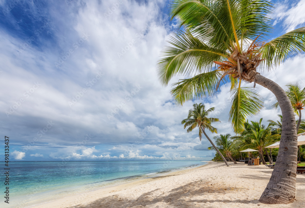 Palm trees in tropical sunny beach resort in Paradise island.