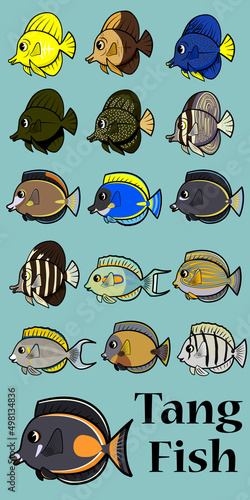 aquarium, angelfish, flame, aquatic, tropical, striped, wildlife, saltwater, clown, tropic, marine, life, swim, ocean, colorful, underwater, yellow tang, yellow, butterfly fish, beach, lagoon, pattern