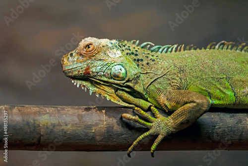 Wallpaper Mural iguana on the branch Torontodigital.ca