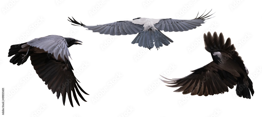 three dark large crows on white three dark large crows on white