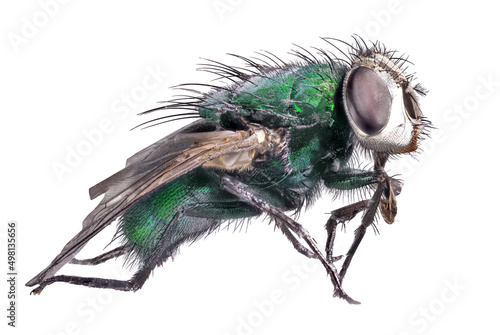 dark green fly isolated on white