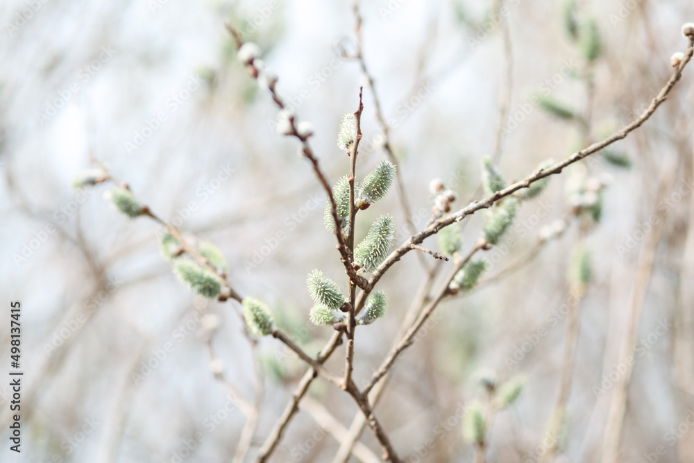 Spring branches Catkins Willow. Spring branches Catkins Willow.