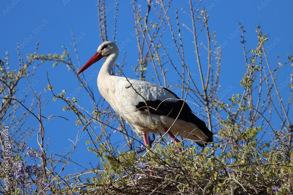 migratory wild bird white stork in its habitat- migratory wild bird white stork in its habitat-