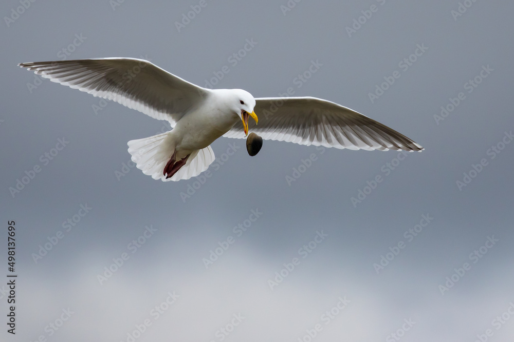 Glaucous-Winged Gull Practicing Clam Dropping on a Rocky Beach Glaucous-Winged Gull Practicing Clam Dropping on a Rocky Beach
