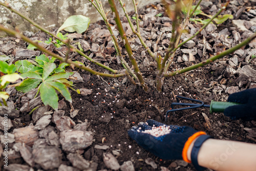 Fotografie Gardener fertilizes rose bush in spring garden