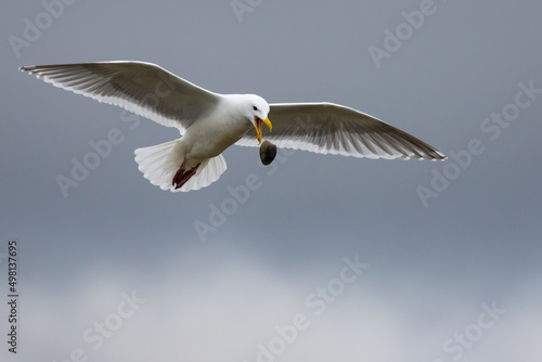 Glaucous-Winged Gull Practicing Clam Dropping on a Rocky Beach © Jeff Huth