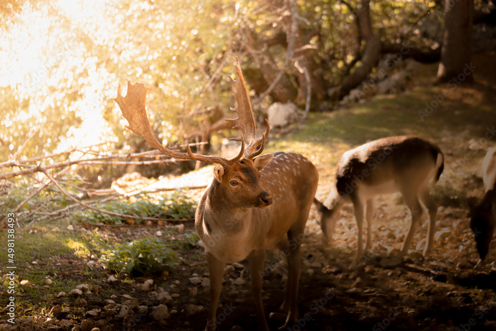 Fototapeta premium daino maschio adulto nel bosco