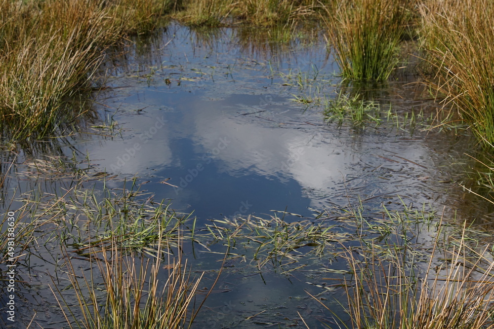Binsen Gras an einem Sumpf oder Tümpel StockFoto Adobe Stock