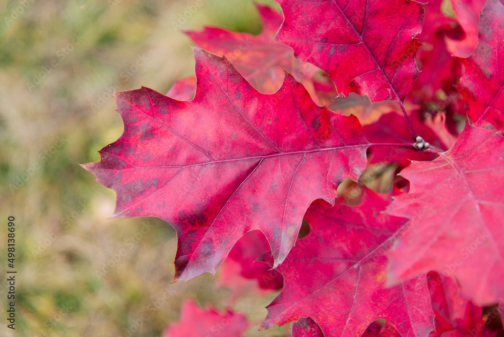 Autumn leaves on a sunny background. Abstract background.