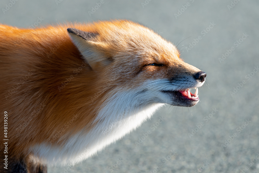 Fototapeta premium A cute young wild true red fox, Vulpes Vulpes, standing on all four paws attentively staring ahead as it hunts. It has a sharp piercing stare, orange soft fluffy fur, pointy ears, and a long red tail.