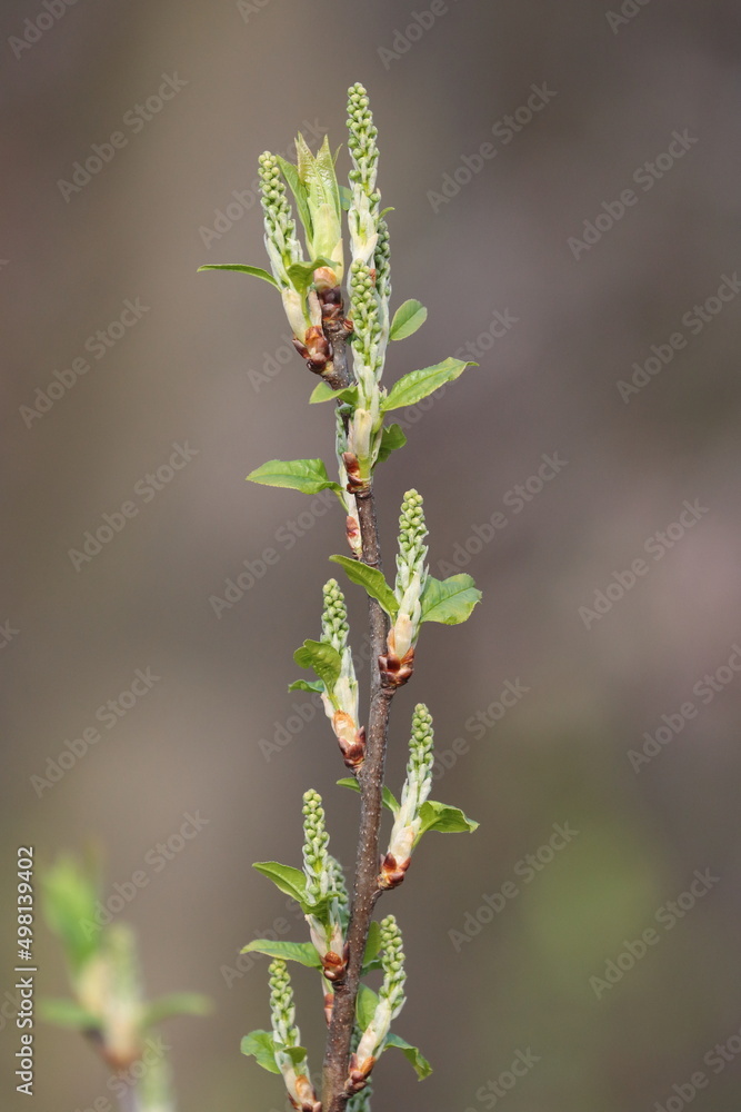 buds on a branch