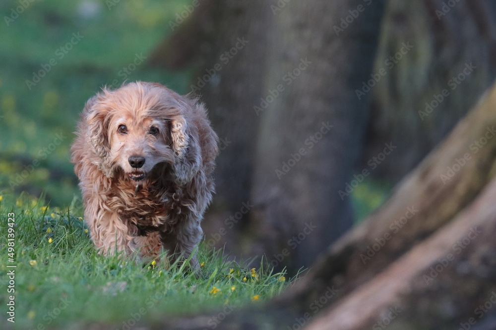 Fototapeta premium dog in the grass, spaniel