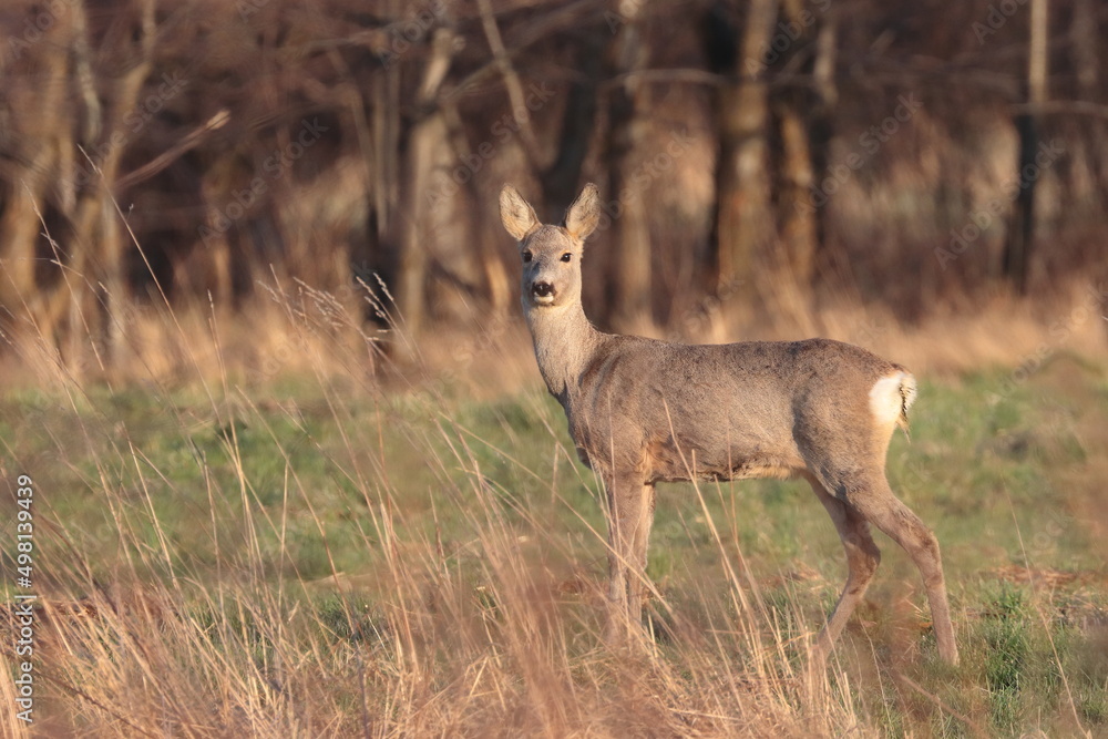 deer in the woods deer in the woods
