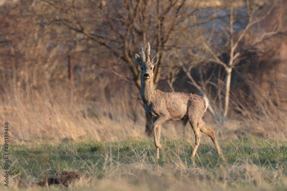 ROEBUCK ROEBUCK