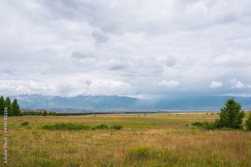 Dramatic alpine view through trees and bushes to sunlit steppe and large mountains in low clouds during rain. Colorful landscape with high mountain range in sunlight and rain in changeable weather.