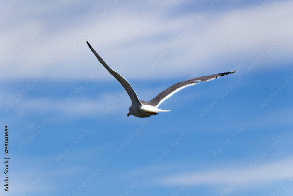 A seagull spreading wings and flying over the sky A seagull spreading wings and flying over the sky